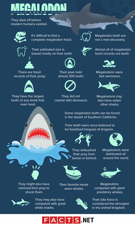 Megalodon facts and photos .
